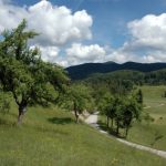 Babno Polje