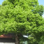 Bela krajina