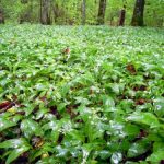 Po poteh izseljenca Franka Trohe Rihtarjevega