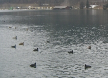 Bled