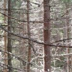 Izlet - Pokljuka