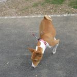 Basenji