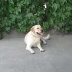 Labradorec