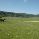 Babno Polje