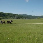 Babno Polje