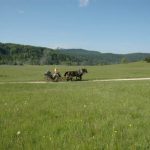 Babno Polje