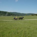 Babno Polje