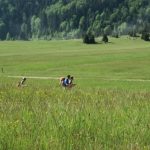 Babno Polje
