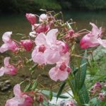 Kranj - kanjon reke Kokre