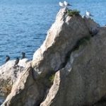 Galebi