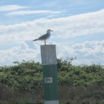Galeb