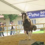 Konjeniški festival