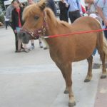Konjeniški festival