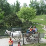 Živali