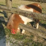 Poni
