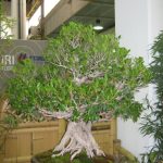 Bonsai