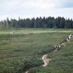 rogla