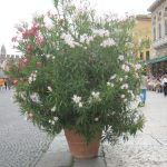 Oleander