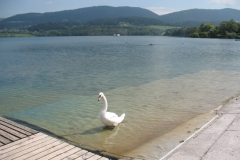 Velenjsko jezero