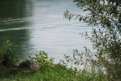 Velenjsko jezero