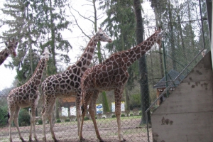 Živalski vrt Ljubljana