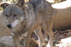 volk