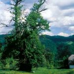 Kostanjev mogotec v Poljanski dolini