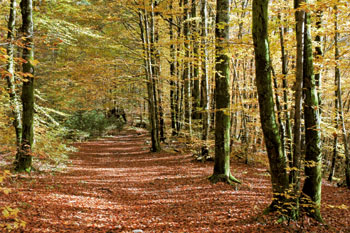 Šumijo gozdovi domači
