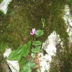 Iskanje izvira Kamniške Bistrice ciklama