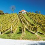 Pot vinogradništva in fosilov pelje po vinorodnih Slovenskih goricah