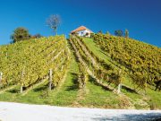 Pot vinogradništva in fosilov pelje po vinorodnih Slovenskih goricah