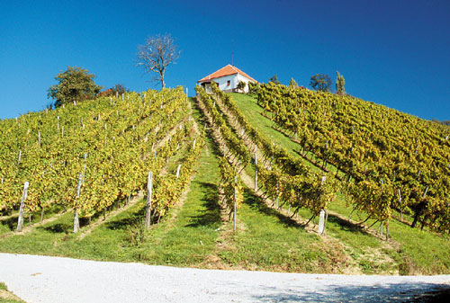 Pot vinogradništva in fosilov pelje po vinorodnih Slovenskih goricah