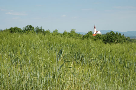 Pogled na Bučko s cerkvijo sv. Matija na griču iz Stopnega
