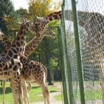 blogi_420_IMG_0015a