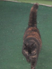 blogi_420_ljubljana-074