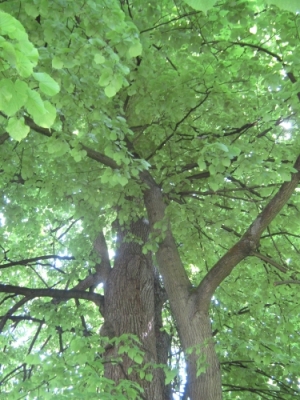 blogi_420_botanicni_vrt_lj_095_20090511_1130628789