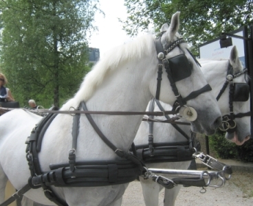 Lipicanci blogi_420_ljubljana2_354_20090516_1013843835