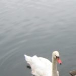 blogi_420_ljubljana_074_20090110_1569462745