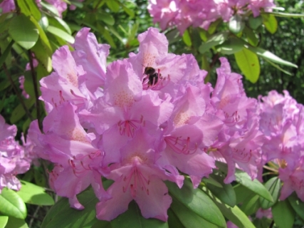 blogi_420_ljubljana_maj_009_20100528_1366824599