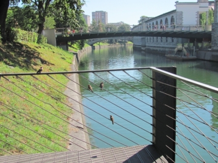 Mesarski most na Ljubljanici