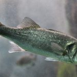 aktualne_novice_brancin