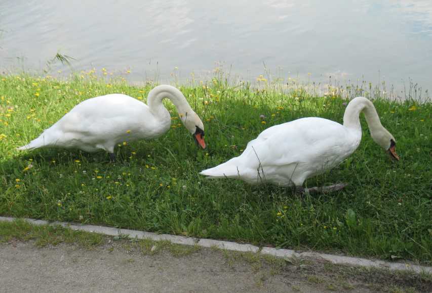 Velenjsko jezero