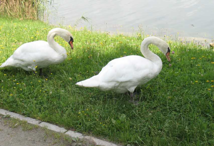 Velenjsko jezero